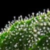 Close Up of Trichomes on Hemp Plant