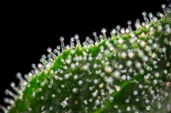 Close Up of Trichomes on Hemp Plant