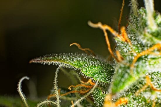 Cannabis Leaf Trichomes