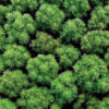 Hemp Fields