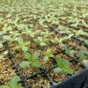 Small Hemp Plants