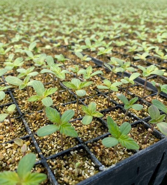 Small Hemp Plants