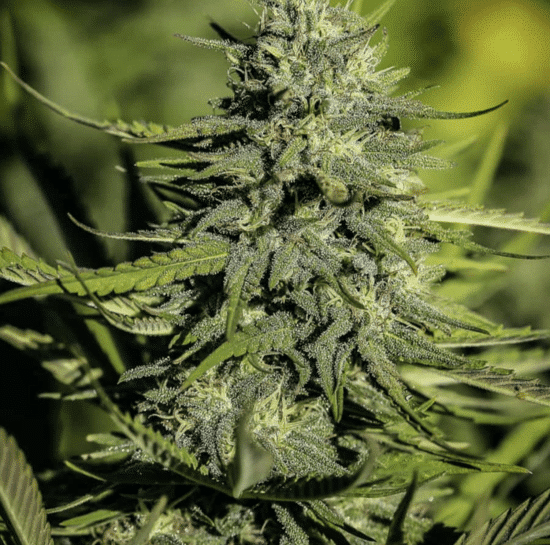 Flowering Cannabis Plant