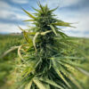 Flowering Cannabis Plant