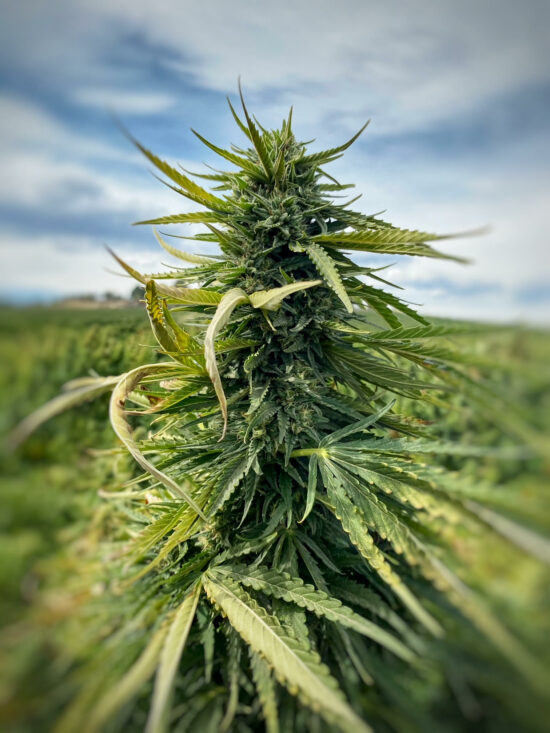 Flowering Cannabis Plant