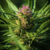 Flowering Flowering Cannabis Plant
