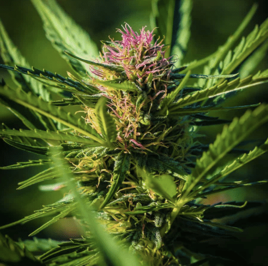 Flowering Flowering Cannabis Plant