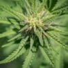 Colorful Hemp Plant