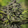 Purple Flowering Cannabis Plant