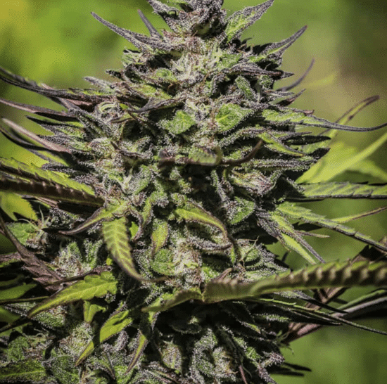 Purple Flowering Cannabis Plant