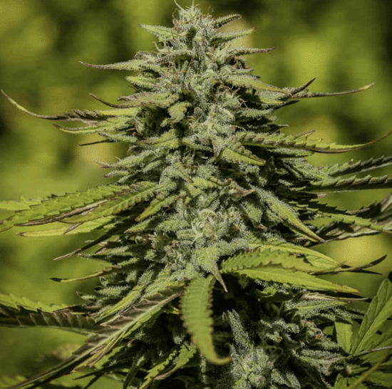 Flowering Cannabis Plant