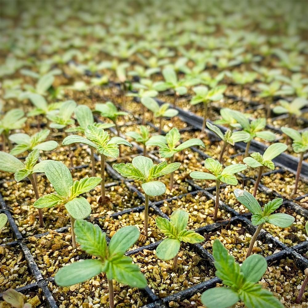 Small Hemp Plants